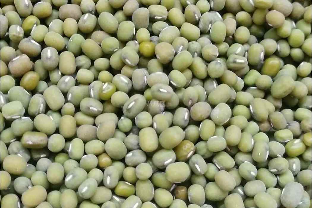 小顆綠豆 小顆綠豆