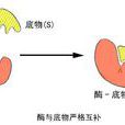 生物催化劑 生物催化劑