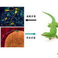 多細胞生物