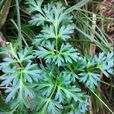 明黨參(傘形目傘形科植物)