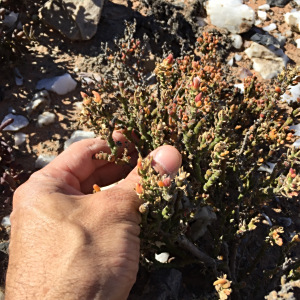 Mesembryanthemum corallinum