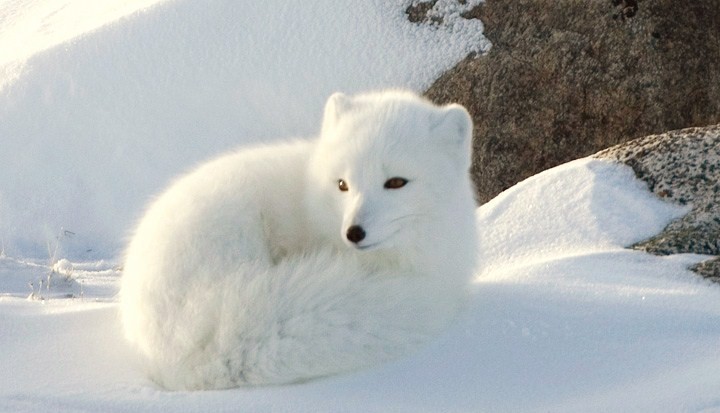 北極狐冰島亞種