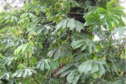 號角樹科(蟻棲樹科) 號角樹科(蟻棲樹科)