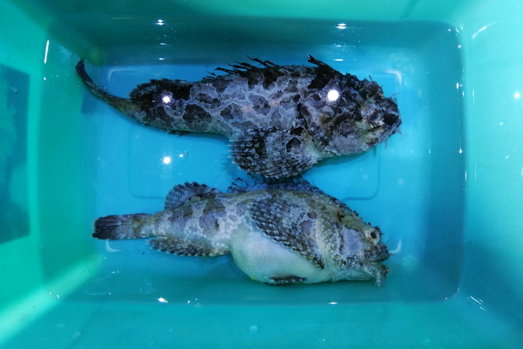 絨杜父魚科 絨杜父魚科