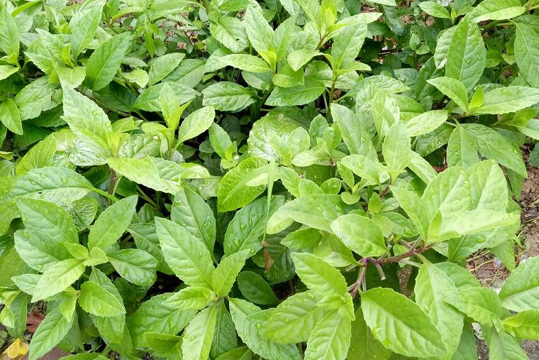 尼基羅草 尼基羅草