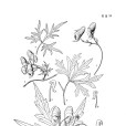 捲毛蔓烏頭 捲毛蔓烏頭