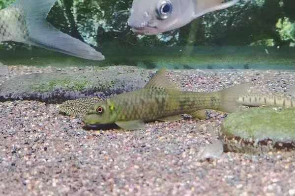 鄧氏墨頭魚 鄧氏墨頭魚
