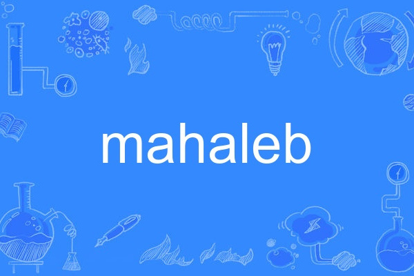 mahaleb mahaleb