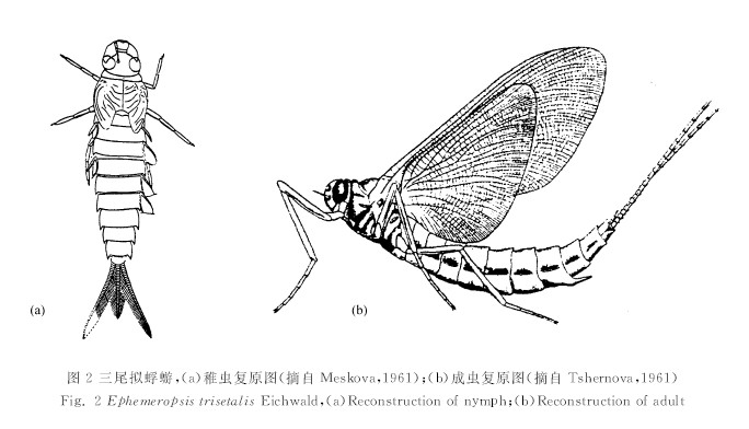 三尾擬蜉蝣稚蟲及成蟲復原圖