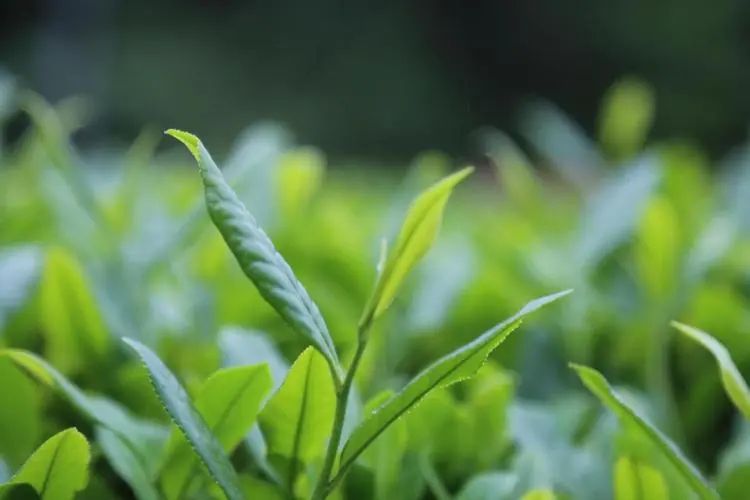 木荷家系SS-LK-21 木荷家系SS-LK-21