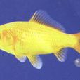 金鯽魚 金鯽魚
