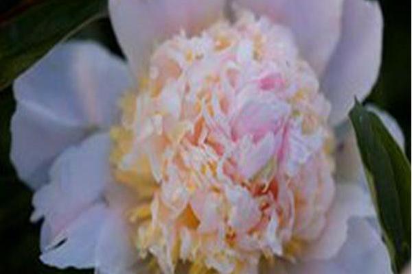 Paeonia lactiflora \x27Top Brass\x27 Paeonia lactiflora \x27Top Brass\x27