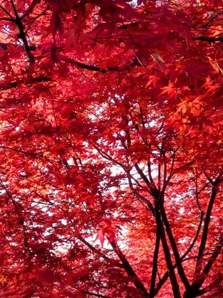 冰雪紅楓 冰雪紅楓