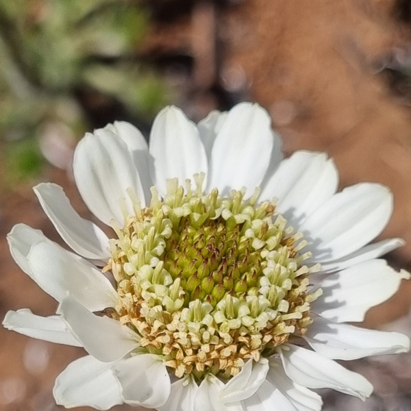 Callilepis leptophylla