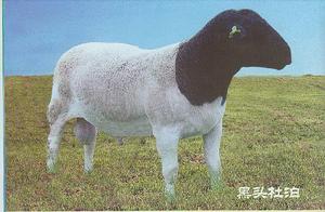 杜泊羊