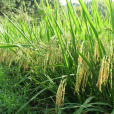 瀘優1256(禾本科稻屬植物) 瀘優1256(禾本科稻屬植物)