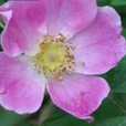 光葉美薔薇 光葉美薔薇