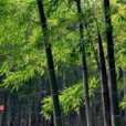 立夏(立夏節) 立夏(立夏節)