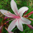 香石蒜 香石蒜