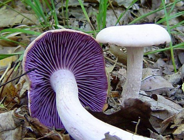 粉紫蠟蘑 粉紫蠟蘑