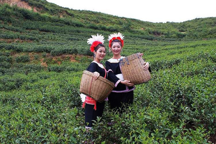 摘茶 摘茶