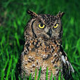 紋鴞 紋鴞
