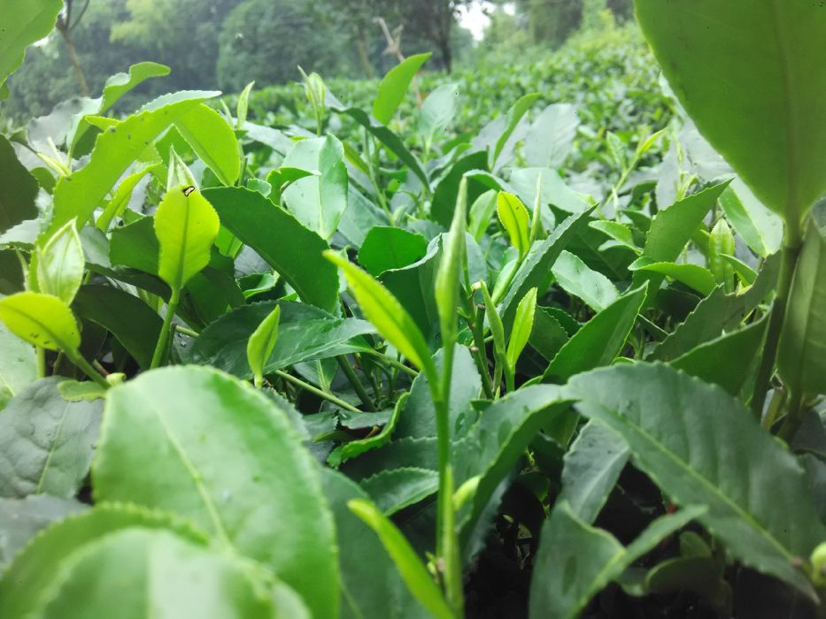 小涵茶葉 小涵茶葉