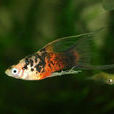三色劍魚