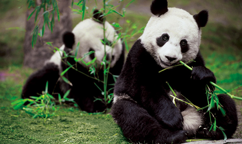 中國大熊貓保護研究中心都江堰基地