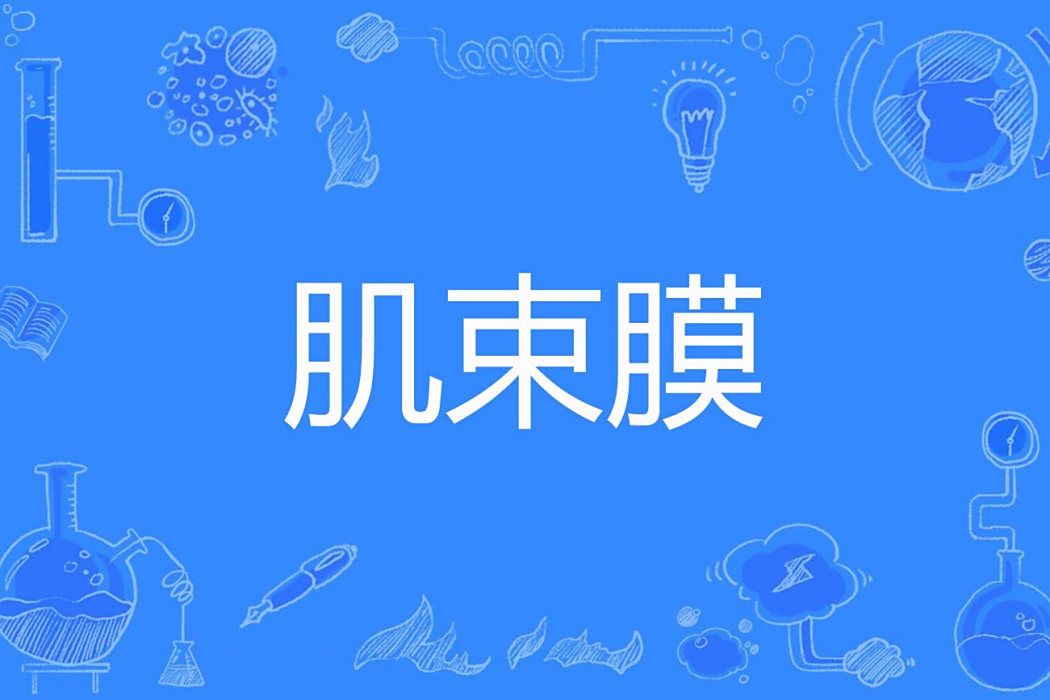 肌束膜 肌束膜
