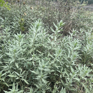 Ambrosia cheiranthifolia