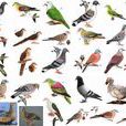 鳩鴿類 鳩鴿類
