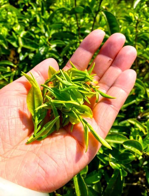 茶葉(茶樹的葉子和芽製成的產品)