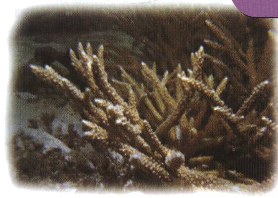 鼻形鹿角珊瑚