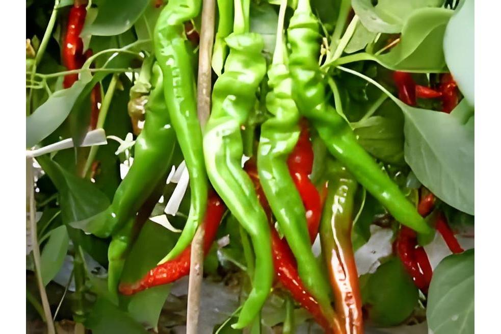 航椒5號 航椒5號