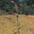 野雞冠花