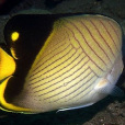 橫紋蝴蝶魚