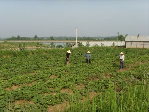 堯嶺村 堯嶺村