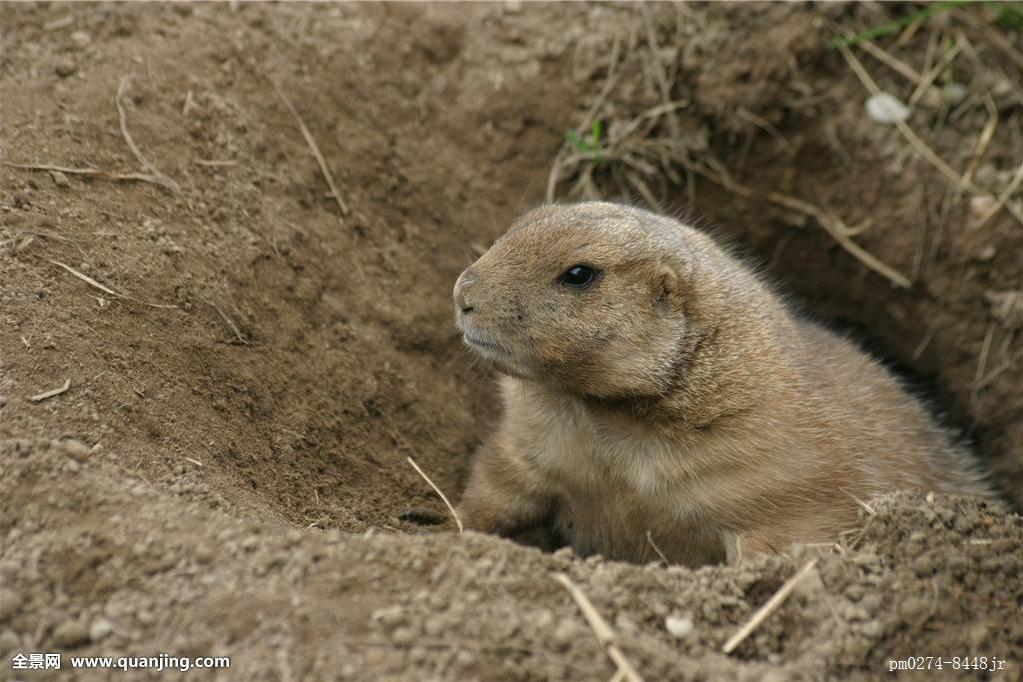 適洞動物 適洞動物