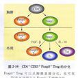 調節性T細胞(血液細胞)