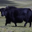 青藏高原氂牛