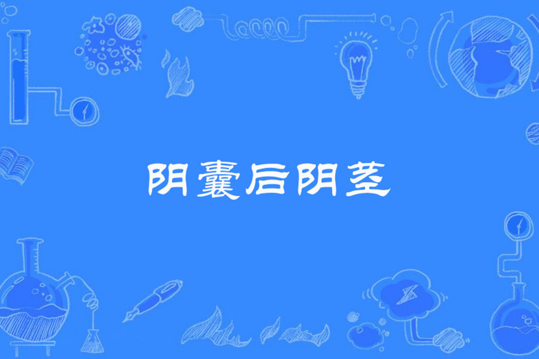陰囊後陰莖 陰囊後陰莖