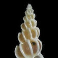 菲律賓海螄螺