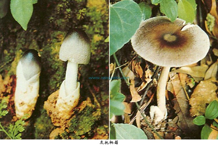 灰托柄菇 灰托柄菇