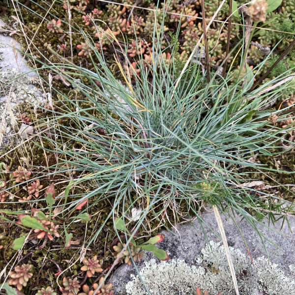 Festuca longifolia