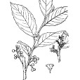 金珠柳(植物) 金珠柳(植物)