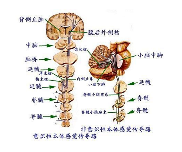 傳導路