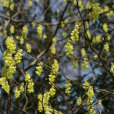 蠟瓣花(臘瓣花(臘瓣花)) 蠟瓣花(臘瓣花(臘瓣花))
