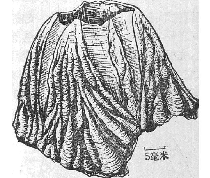 皺疣鈴藤壺 皺疣鈴藤壺