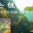 綸組 綸組